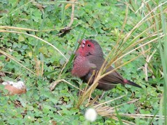 Lagonosticta rufopicta