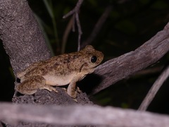 Litoria peronii