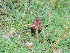 Lagonosticta rufopicta