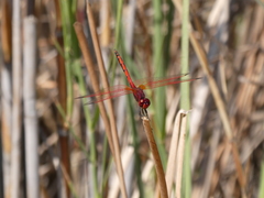 Trithemis arteriosa