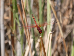 Trithemis arteriosa