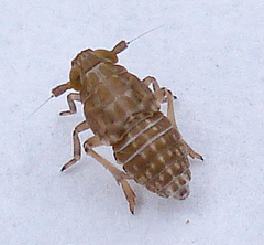 Conomelus anceps