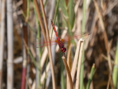 Trithemis arteriosa