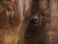 Mormoops megalophylla