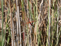 Trithemis arteriosa