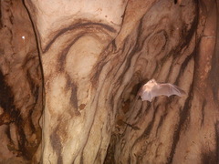 Mormoops megalophylla