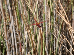 Trithemis arteriosa