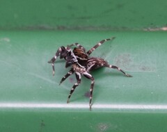 Mintonia protuberans