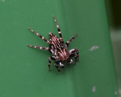 Mintonia protuberans