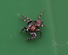 Mintonia protuberans