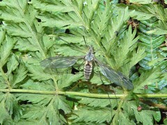 Leptotarsus rufibasis