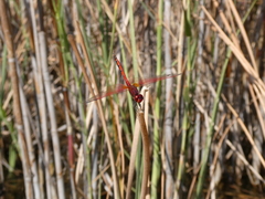 Trithemis arteriosa