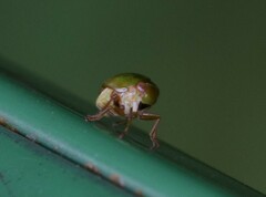 Hemisphaerius