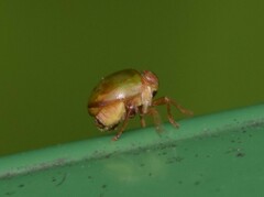 Hemisphaerius