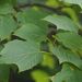 Honshū Maple - Photo (c) harum.koh, some rights reserved (CC BY-SA), uploaded by harum.koh