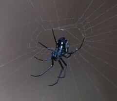 Leucauge argentina