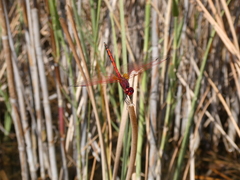 Trithemis arteriosa