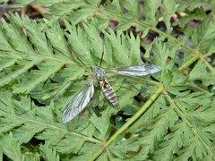 Leptotarsus rufibasis