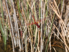 Trithemis arteriosa