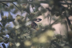 Cosmosoma cingulatum