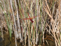 Trithemis arteriosa