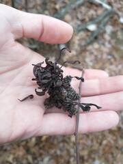 Taphrina robinsoniana