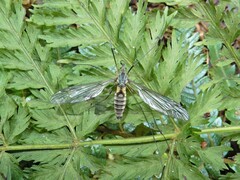 Leptotarsus rufibasis