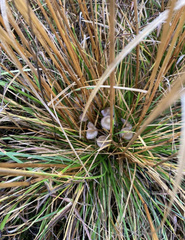 Psilocybe fuscofulva