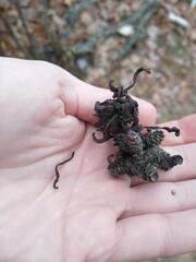 Taphrina robinsoniana