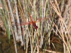 Trithemis arteriosa