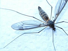 Leptotarsus rufibasis