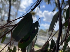 Eucalyptus sideroxylon