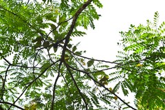 Dendrophthoe pentandra