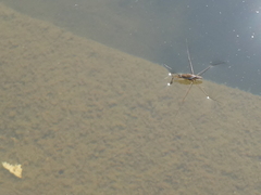 Limnogonoides
