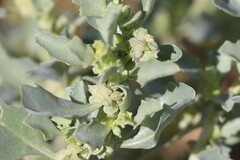 Atriplex muelleri