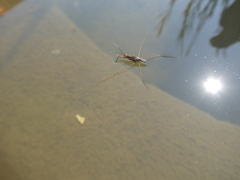 Limnogonoides