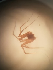 Lepthyphantes leprosus