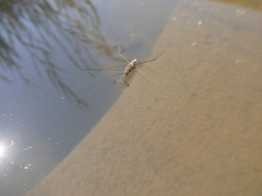 Limnogonoides