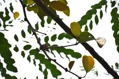 Dendrophthoe pentandra