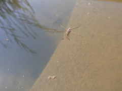 Limnogonoides