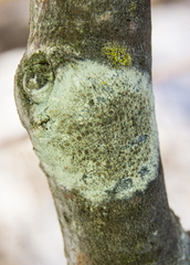 Lecanora strobilina