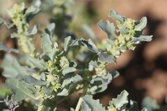 Atriplex muelleri