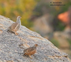 Pternistis hartlaubi