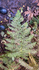 Athyrium