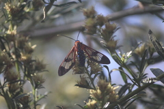 Cosmosoma cingulatum