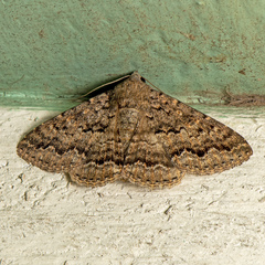 Eudesmeola lawsoni