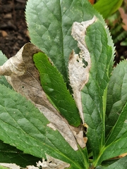 Microsphaeropsis hellebori