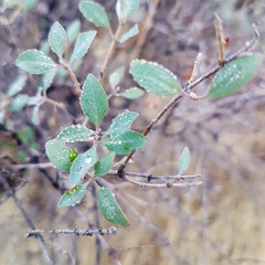 Lonicera subspicata