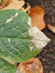 Microsphaeropsis hellebori