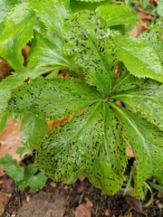 Microsphaeropsis hellebori